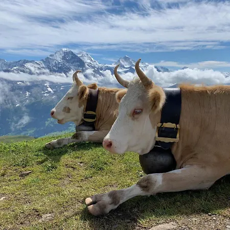 Apartment Sunneblick Grindelwald