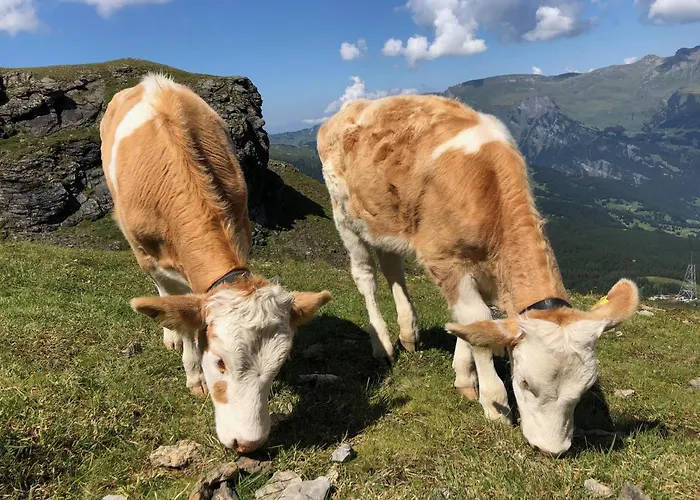 Apartamento Sunneblick Grindelwald